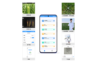 攀枝花市小麦表型测量仪IN-XM05